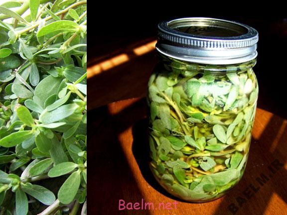 طرز تهیه ترشی خرفه