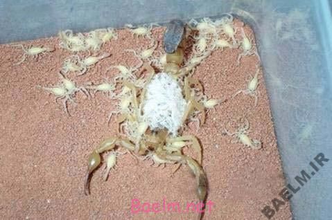 عکسهایی از زایمان یک عقرب(خیلی جالب)