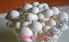 چکار کنیم تا قارچ تو یخچال سیاه و کهنه نشه؟