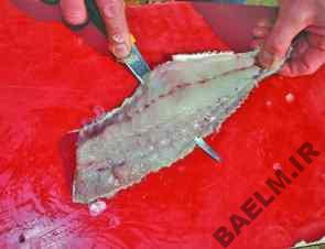 هنر خانه داري | آموزش پاك كردن ماهي و ميگو + عكس 12f85dd23fb85545b601b64ce1b21c48_Clark-Snapper5