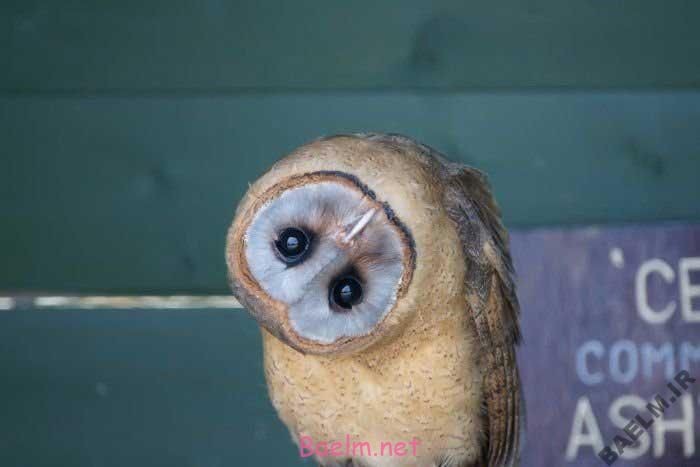 سرگرمي | گالري تصاوير زيبا از حيوانات ناز و با مزه