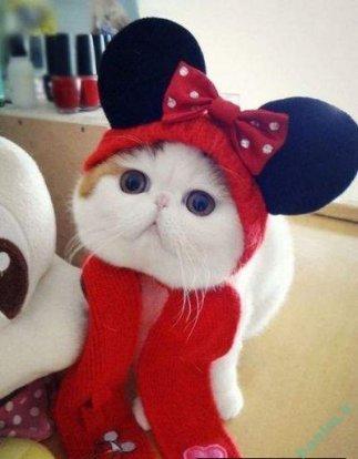 دیدنیهای جالب | تا حالا گربه به این با نمکی دیدین؟؟؟