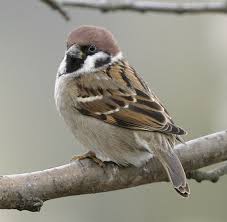 تعبیر خواب | تعبیر دیدن گنجشک در خواب