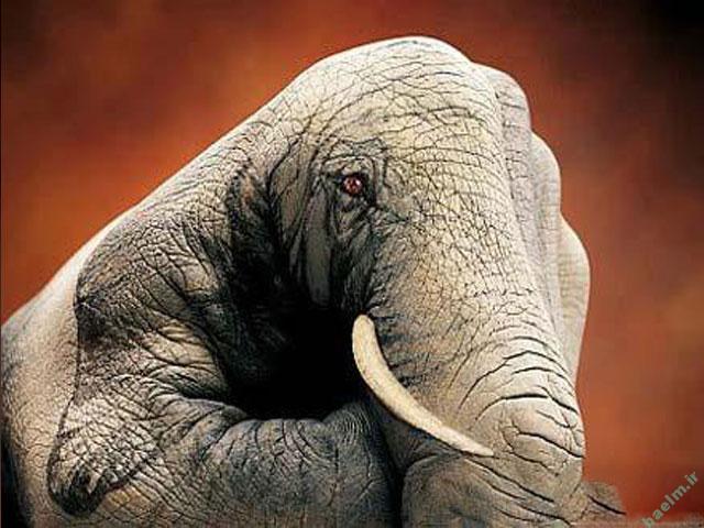 عکس | تصاویر خلق شده از حیوانات با استفاده از هنر روی دست انسان 7