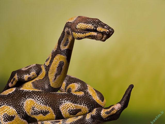 عکس | تصاویر خلق شده از حیوانات با استفاده از هنر روی دست انسان