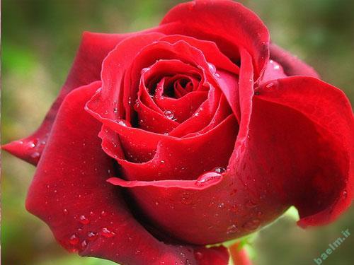 دیدنیها | تصاویر زیبا ، رومانتیک ، عاشقانه (سری چهارم ) iinage-(1).jpssg