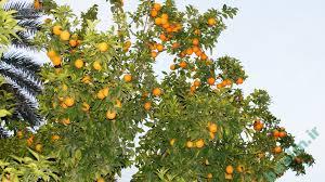 تعبیر خواب | تعبیر خوردن نارنج در خواب