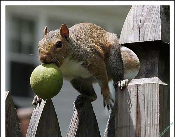 عکسهای خفن و خنده دار سری اول