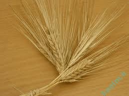 تعبیر خواب | تعبیر دیدن خوشه گندم در خواب