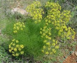 تعبیر خواب | تعبیر دیدن رازیانه در خواب