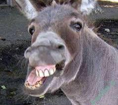 تعبیر خواب | تعبیر دیدن خر یا خر شدن در خواب