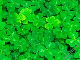 تعبیر خواب | تعبیر دیدن گیاه شبدر در خواب