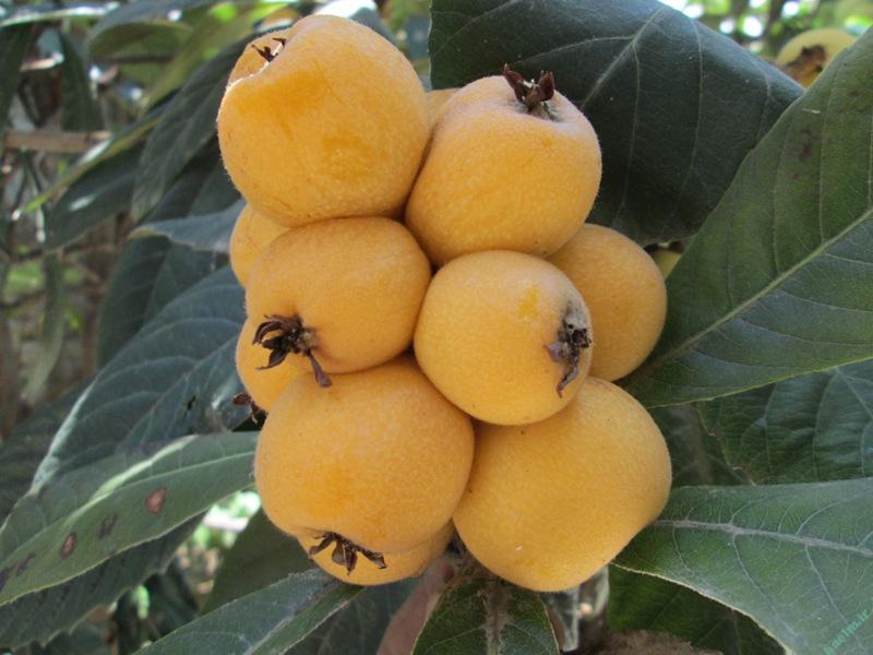 خواص مواد غذایی | درمان بیماریها با خوردن میوه ازگیل برای