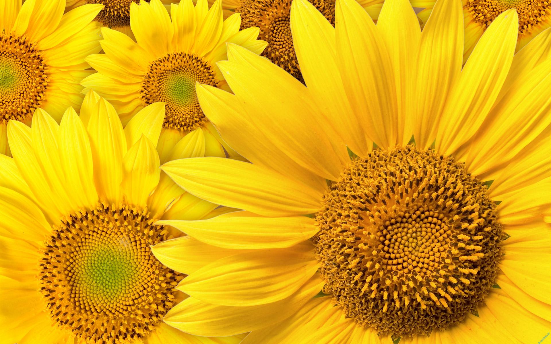 خواص مواد غذایی | فواید ارزشمند گل آفتابگردان