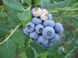 خواص مواد غذایی | ارزش غذایی،طريقه و ميزان مصرف قره قات