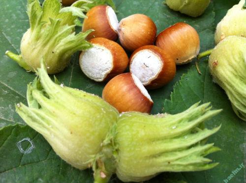 خواص مواد غذایی | آشنایی با خاصیت های فندق تازه