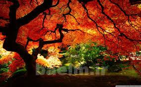 عکس | عکس های بسیار زیبای طبیعت مناسب برای والپیپر(سری 1) 4