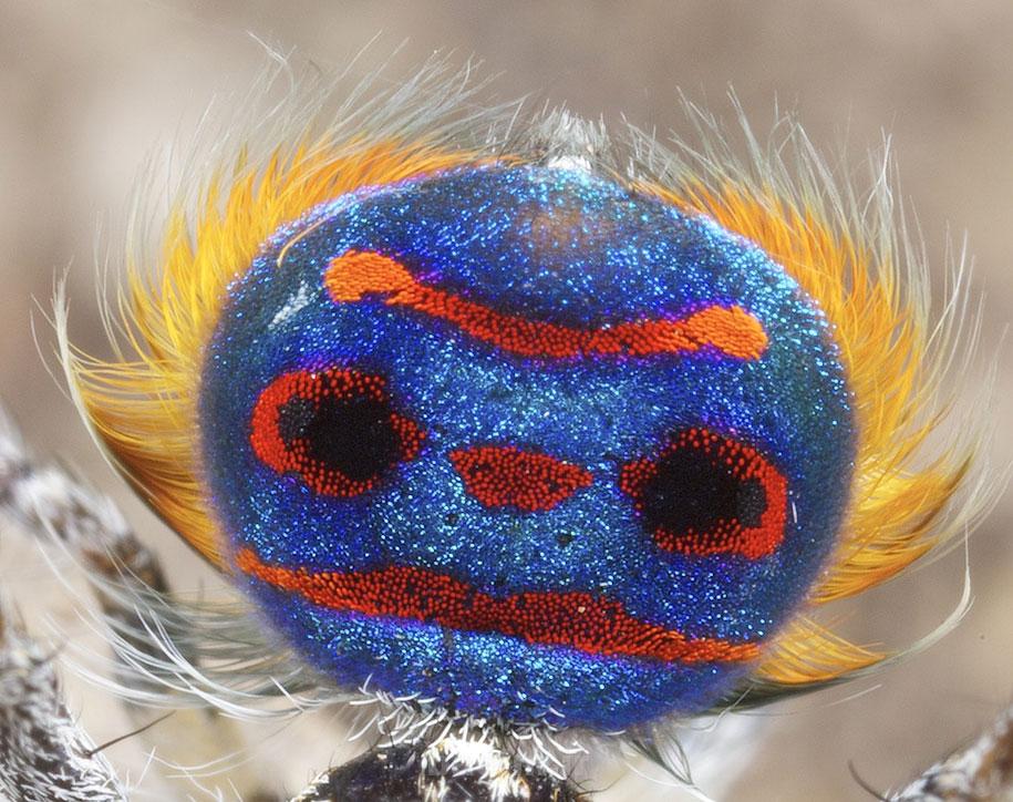 عکسهای زیبا | تصاویر بسیار زیبا از عنکبوت طاووسی (حتما ببینید)