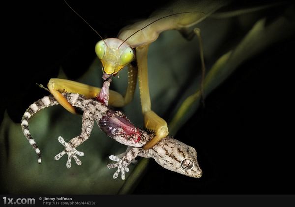 mantis eating a lizard