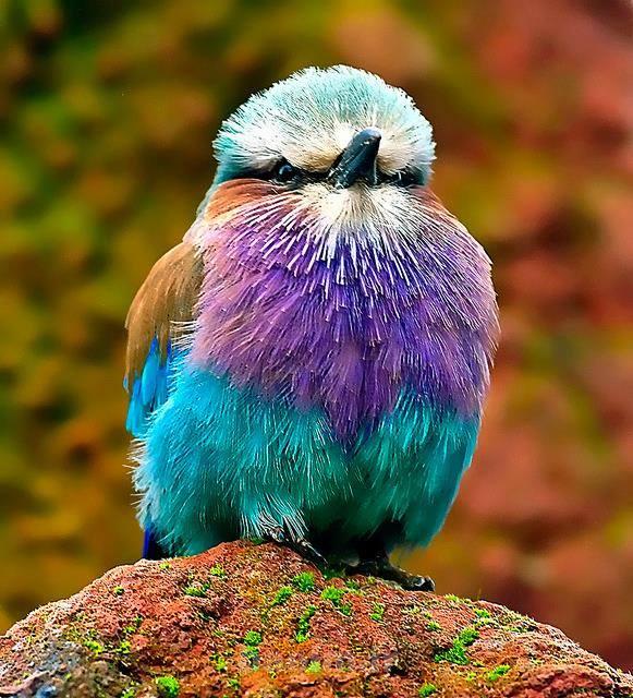 Lilac Breasted Roller