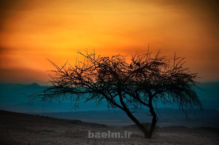 alive tree photography