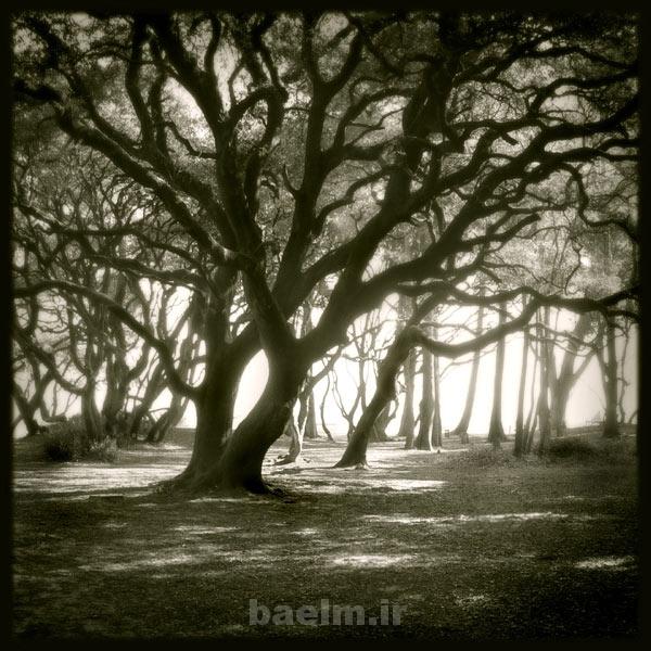 عکسهای فوق العاده زیبا از طبیعت برای تم موبایل یا صفحه دسک تاپ(سری5) black tree photography
