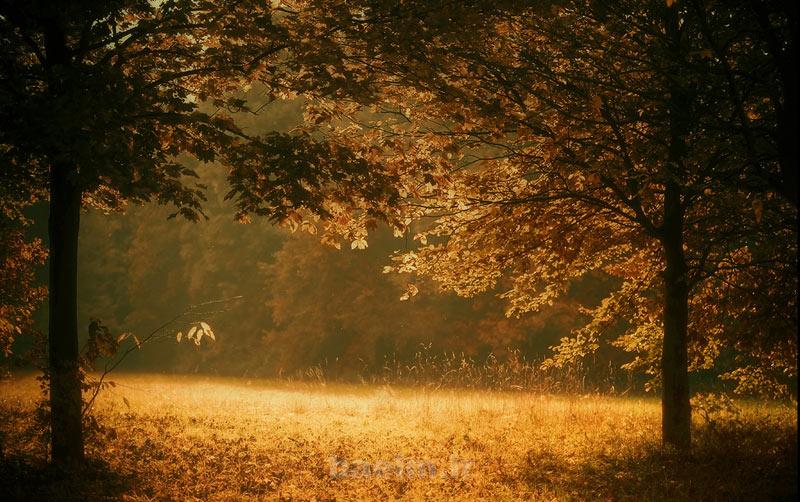 clearing tree photography