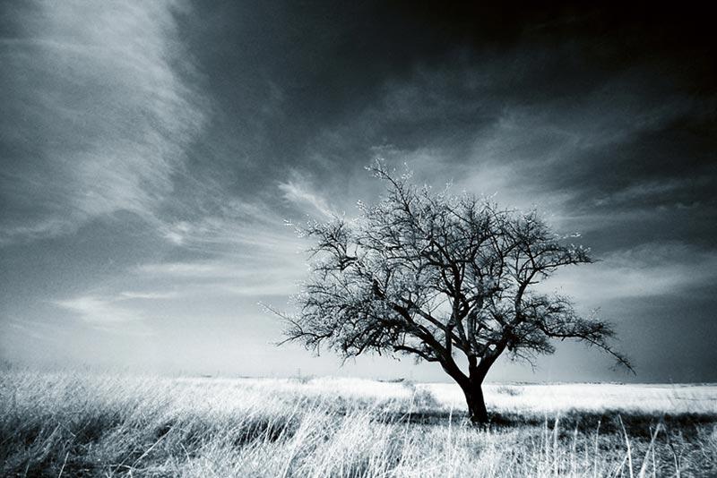 colder tree photography