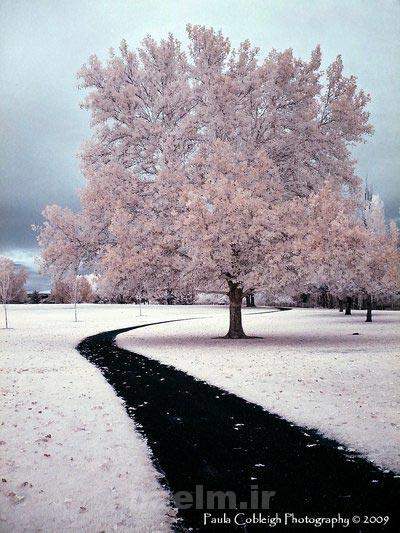 عکس های طبیعت زیبا برای صفحه گوشی یا صفحه دسک تاپ(سری6) infrared tree photography