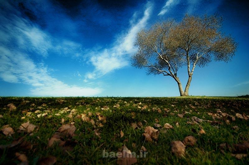 one of these days tree