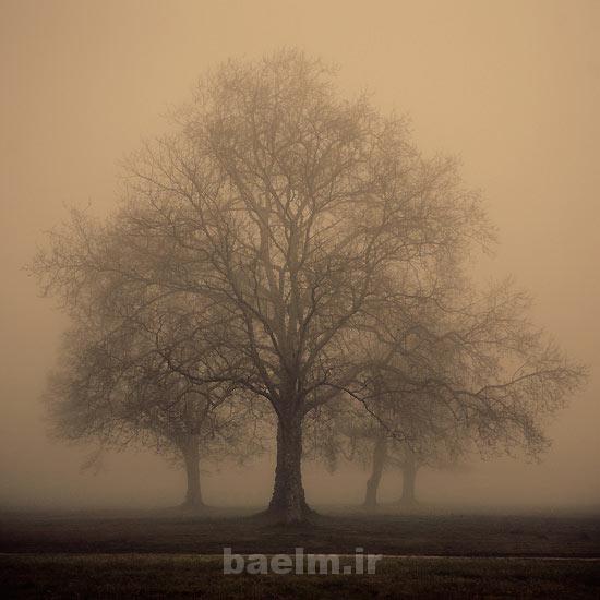 fog tree photography