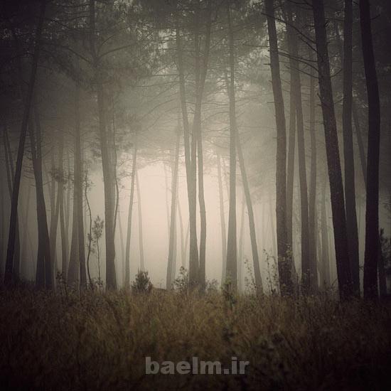 foggy tree photography