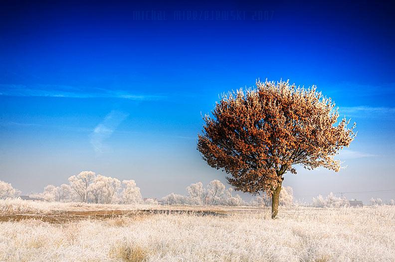 free tree photography