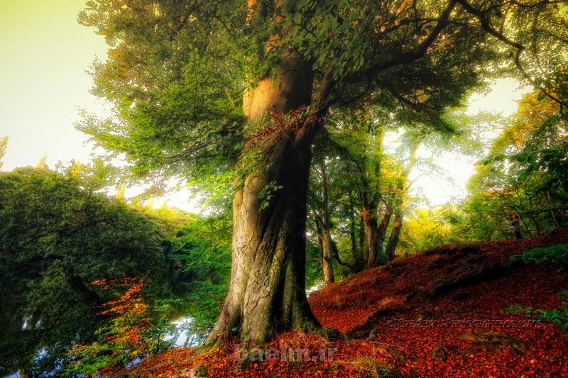 giant tree photography
