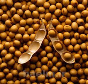 رژیم غذایی, لوبیای سویا, کلسترول خون رژیم غذایی, لوبیای سویا, کلسترول خون