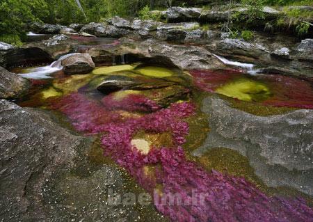 رودخانه,رودخانه 5 رنگ در کلمبیا,عجایب طبیعت