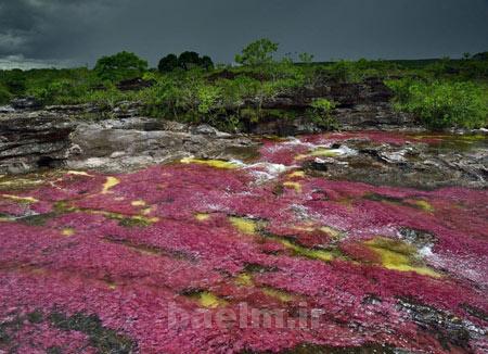 رودخانه,رودخانه 5 رنگ در کلمبیا,عجایب طبیعت