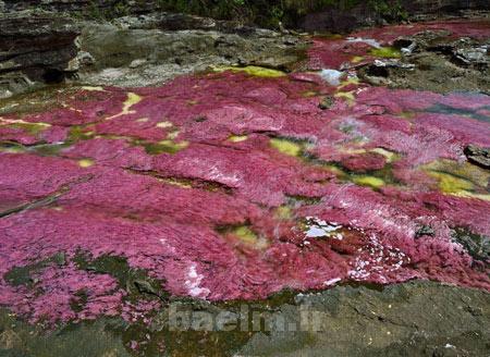 رودخانه,رودخانه 5 رنگ در کلمبیا,عجایب طبیعت