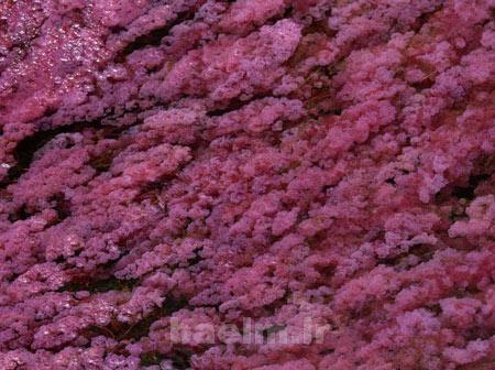 رودخانه,رودخانه 5 رنگ در کلمبیا,عجایب طبیعت