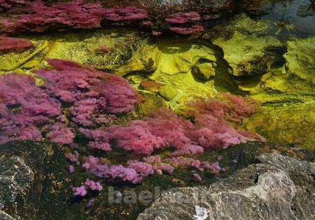 رودخانه,رودخانه 5 رنگ در کلمبیا,عجایب طبیعت