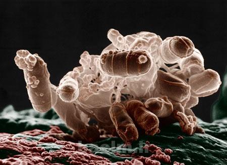 میکرو ارگانیسم,میکرو ارگانیسم های غیر بیماری زا,باکتری های موجود در آب میکرو ارگانیسم,میکرو ارگانیسم های غیر بیماری زا,باکتری های موجود در آب