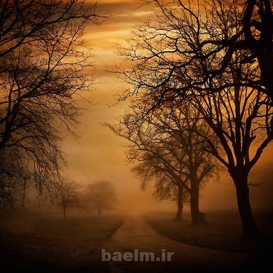 red tree photography