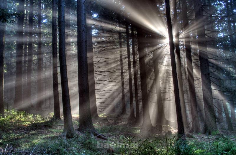 عکسهای فوق العاده زیبا از طبیعت برای تم موبایل یا صفحه دسک تاپ(سری5) light symphony tree