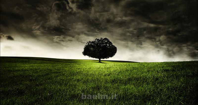 mind tree photography