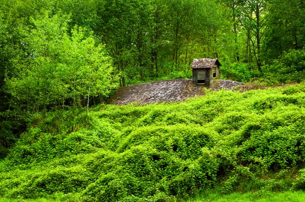 barn reclaimed by nature