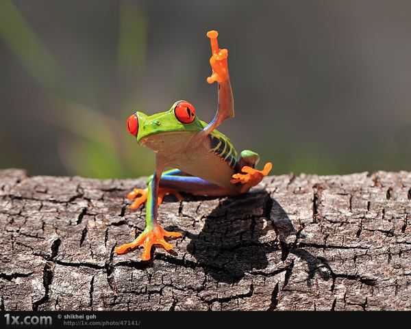 green toad beautiful shot