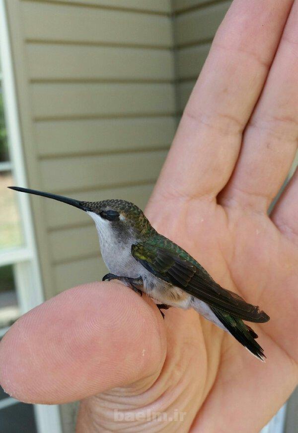 ديدنيها | عكس هاي جالب ، ديدني و خنده دار روزانه | 8 شهريور ديدنيها | عكس هاي جالب ، ديدني و خنده دار روزانه | 8 شهريور