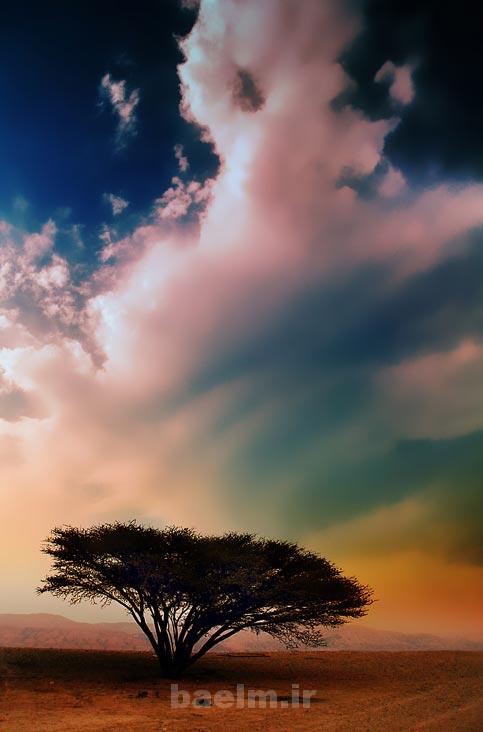 still standing tree photography