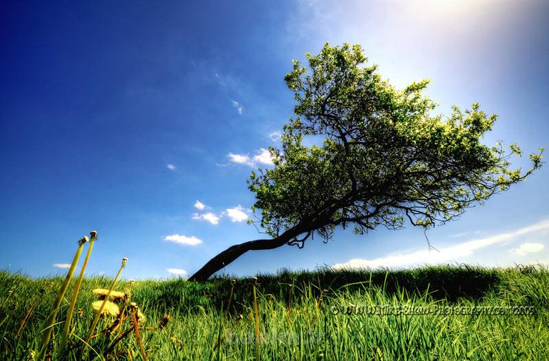 sunbathing tree photography