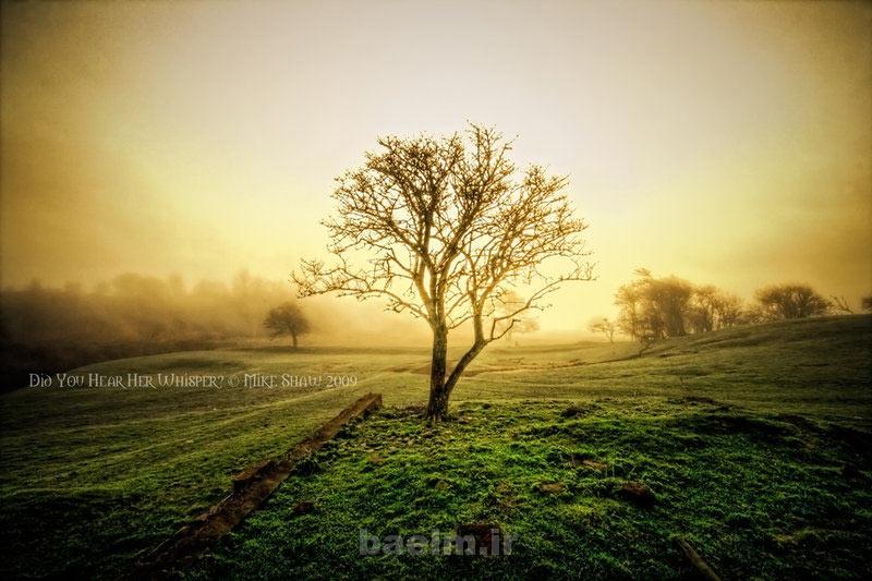 whisper tree photography